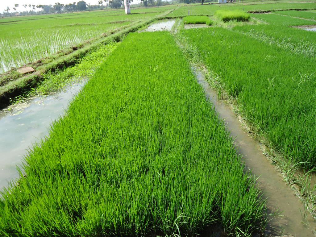 Index of /agriculture/photo_bank/rice/images